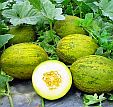 Melons growing
